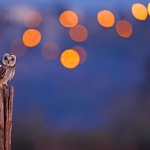 Expo photos Aves-Natagora – Du mardi 18 juillet au samedi 23 septembre 2023