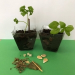 Une grainothèque à la bibliothèque !